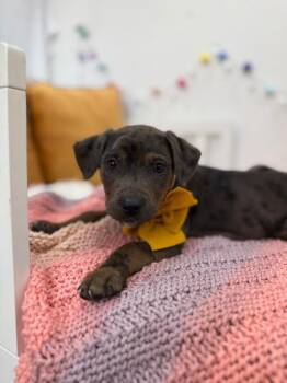 Catahoula Leopard Dog and Pit Bull Terrier Dogs Available for Adoption in Friendswood, Texas - Shredder Ninja Turtle | PetCurious