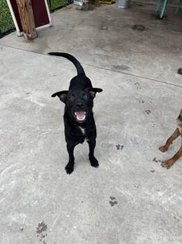 Rexx -  Mixed Breed Dog for Adoption in Hamden, Connecticut - Rexx | PetCurious