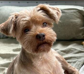 Yorkshire Terrier Dogs Available for Adoption in Eutawville, South Carolina - CiCi | PetCurious