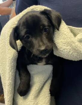 Labrador Retriever and Mixed Breed Dogs Available for Adoption in Visalia, California - A253353 | PetCurious