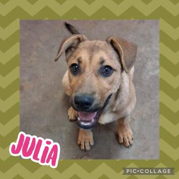 Julia -  Shepherd and Hound Dog for Adoption in Ringwood, New Jersey - Julia | PetCurious