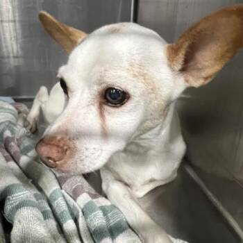 Rescue Parson Russell Terrier Dogs for Adoption in St. Louis, Missouri - Krypto | PetCurious