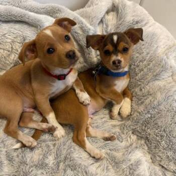Patrick Carney -  Chihuahua and Mixed Breed Dog for Adoption in Redmond, Washington - Patrick Carney | PetCurious