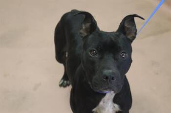 BETH -  Mixed Breed Dog for Adoption in Columbia, South Carolina - BETH | PetCurious