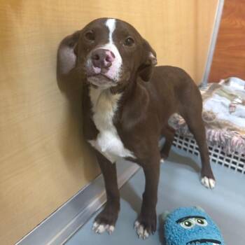 Mixed Breed Dogs Available for Adoption in Saint Charles, Missouri - Todd | PetCurious