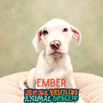 Ember -  American Bulldog and Labrador Retriever Dog for Adoption in Wasilla, Alaska - Ember | PetCurious