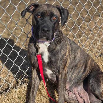 Mastiff Dogs Available for Adoption in Council Bluffs, Iowa - Hesta | PetCurious