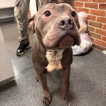 Bao Bun -  Mixed Breed Dog for Adoption in Allentown, Pennsylvania - Bao Bun | PetCurious