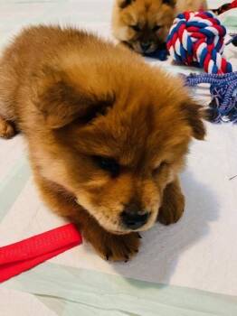 Chow Chow Dogs Available for Adoption in Richardson, Texas - Buster | PetCurious