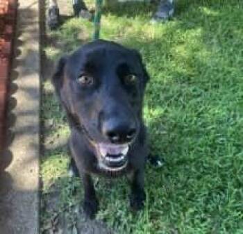 Layla -  Labrador Retriever Dog for Adoption in Monticello, Iowa - Layla | PetCurious