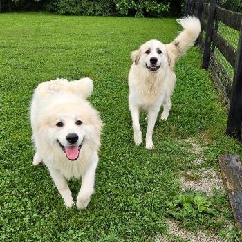 BELLA AND MAPLE -  Great Pyrenees Dog for Adoption in Louisville, Kentucky - BELLA AND MAPLE | PetCurious