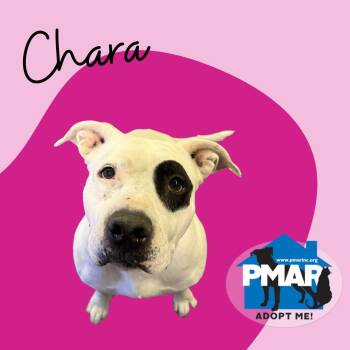 Rescue Pit Bull Terrier Dogs for Adoption in Binghamton, New York - Chara | PetCurious