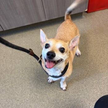 Dino -  Chihuahua and Shiba Inu Dog for Adoption in Council Bluffs, Iowa - Dino | PetCurious