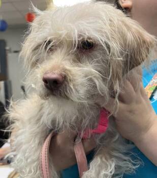 Barkley -  Mixed Breed Dog for Adoption in New York, New York - Barkley | PetCurious