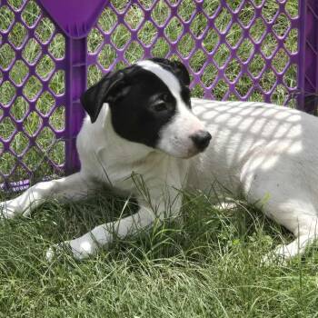 Rescue Mixed Breed Dogs for Adoption in Kempner, Texas - Bashful | PetCurious