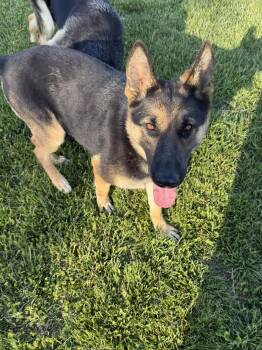 German Shepherd Dog Dogs Available for Adoption in Greeneville, Tennessee - Athena | PetCurious