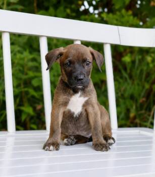 State Fair Litter - Coliseum -  Pit Bull Terrier and Mixed Breed Dog for Adoption in Savage, Minnesota - State Fair Litter - Coliseum | PetCurious