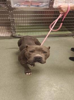 Mixed Breed Dogs Available for Adoption - A174373 | PetCurious