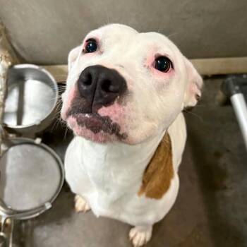 Oak -  Pit Bull Terrier Dog Available for Adoption in Hanna City, Illinois - Oak | PetCurious