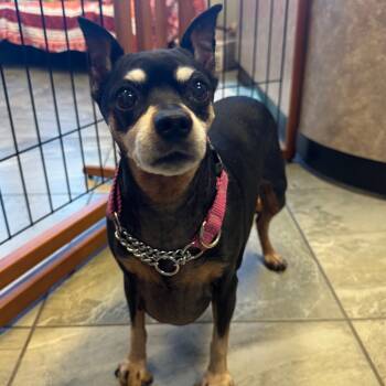 Rescue Miniature Pinscher Dogs for Adoption in Las Vegas, Nevada - Coco | PetCurious