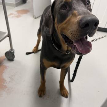 Doberman Pinscher Dogs Available for Adoption in Toronto, Ontario - Eli | PetCurious