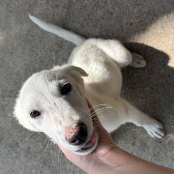 Rescue Great Pyrenees Dogs for Adoption in Pottsboro, Texas - Frank And Nella <3 | PetCurious