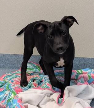 Gilbert -  Labrador Retriever and Mixed Breed Dog for Adoption in Taylorsville, North Carolina - Gilbert | PetCurious