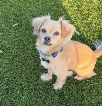 Dachshund and Chihuahua Dogs Available for Adoption in Henderson, Nevada - Chewy | PetCurious