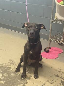 Rescue Labrador Retriever and Mixed Breed Dogs for Adoption in Tallahassee, Florida - MARIA | PetCurious