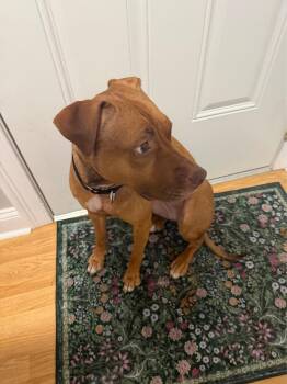 Courtesy Post - Peanut Butter -  Pit Bull Terrier Dog for Adoption in Waterbury, Connecticut - Courtesy Post - Peanut Butter | PetCurious