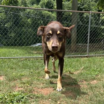 Rescue Mixed Breed Dogs for Adoption in Auburn, Alabama - Cypress | PetCurious