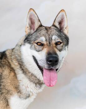 WILLA -  Siberian Husky Dog for Adoption in Pasadena, California - WILLA | PetCurious