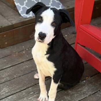 Crush -  Mixed Breed Dog for Adoption in Larkfield-wikiup, California - Crush | PetCurious