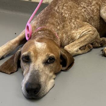 Rescue Mixed Breed Dogs for Adoption in Asheville, North Carolina - Peridot | PetCurious