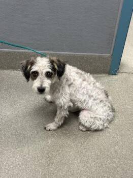 TODD -  Maltese Dog for Adoption in Las Vegas, Nevada - TODD | PetCurious