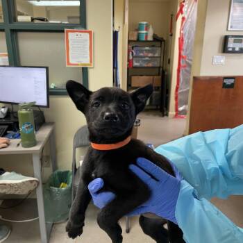 Shepherd Dogs Available for Adoption in Pasadena, California - Alani | PetCurious