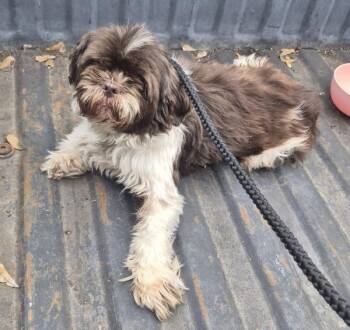 Maltese Dogs Available for Adoption - Pen 232c Easel | PetCurious