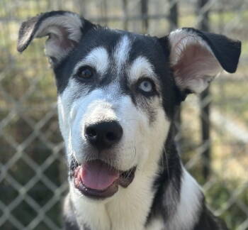 Rescue Alaskan Malamute and Great Pyrenees Dogs for Adoption in Bloomfield, Connecticut - Waldo | PetCurious