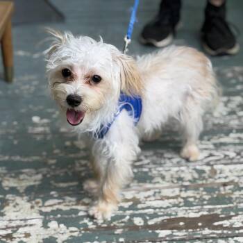 Chevy Levee (Benefactor Puppy) -  Yorkshire Terrier and Maltese Dog for Adoption in New Orleans, Louisiana - Chevy Levee (Benefactor Puppy) | PetCurious