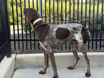 Remington -  German Shorthaired Pointer Dog for Adoption in Milford, Connecticut - Remington | PetCurious