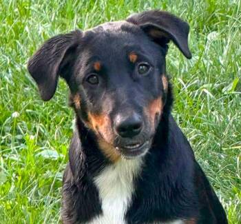 Snooki (AO36881) -  Australian Cattle Dog Blue Heeler Dog for Adoption in Kansas City, Kansas - Snooki (AO36881) | PetCurious