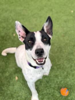 Cattle Dog and Pit Bull Terrier Dogs Available for Adoption in Glendale, Arizona - Juno | PetCurious