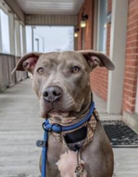 American Bully Dogs Available for Adoption in Ajax, Ontario - LUCKY (FOSTER OR FOSTER TO ADOPT) | PetCurious