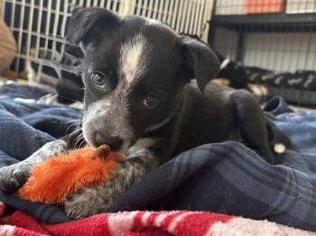 Shannon -  Australian Cattle Dog Blue Heeler Dog for Adoption in Newport, Kentucky - Shannon | PetCurious