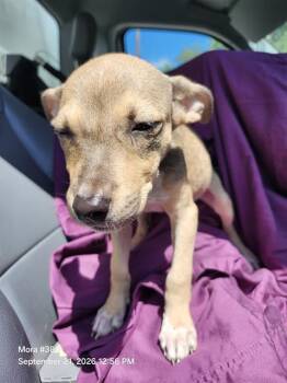 COTTON -  American Staffordshire Terrier Dog for Adoption in San Antonio, Texas - COTTON | PetCurious
