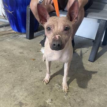 American Hairless Terrier Dogs Available for Adoption in Tampa, Florida - Clyde | PetCurious