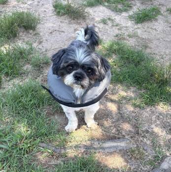 Zeus -  Terrier Dog for Adoption in Oak Bluffs, Massachusetts - Zeus | PetCurious