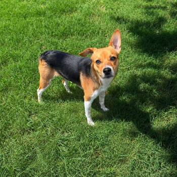 Birdie D46061 -  Beagle and Mixed Breed Dog for Adoption in Corsicana, Texas - Birdie D46061 | PetCurious