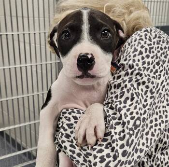 WINSLOW -  Pit Bull Terrier and Mixed Breed Dog for Adoption in St. Louis, Missouri - WINSLOW | PetCurious