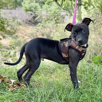 Andy -  English Bulldog and Mixed Breed Dog for Adoption in East Hampton, New York - Andy | PetCurious